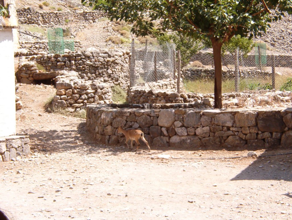 090 - Gole di Samaria - kri kri