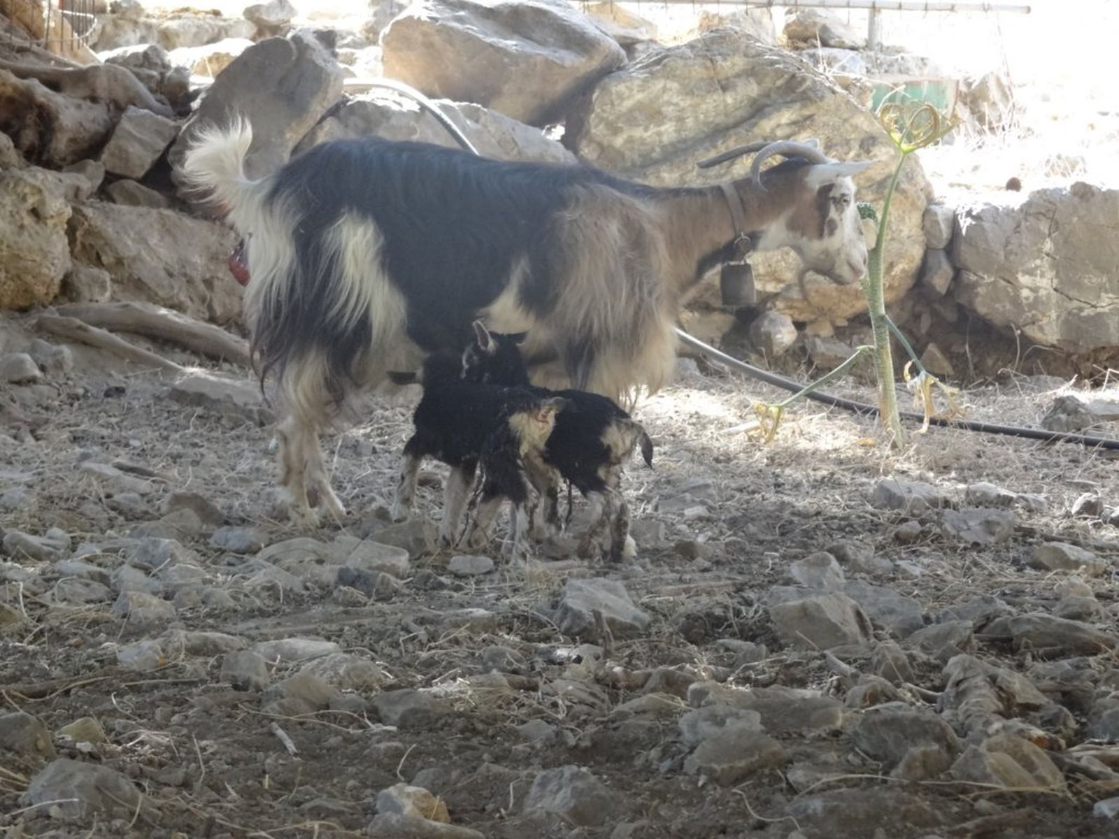 129 - Gole di Samaria - Cuccioli appena nati
