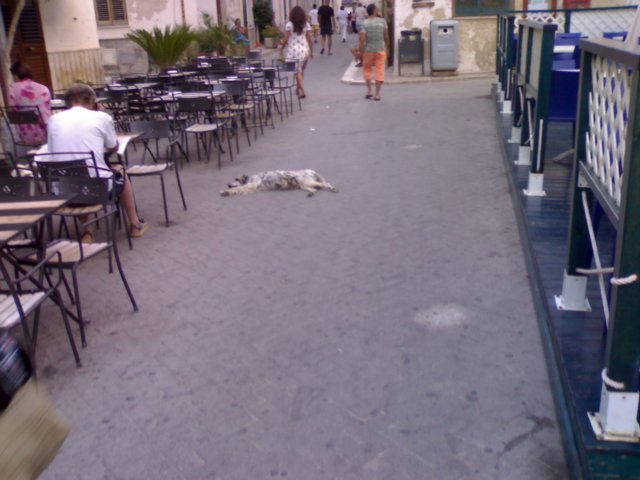 103 - Marettimo - La frenesia dei cani locali