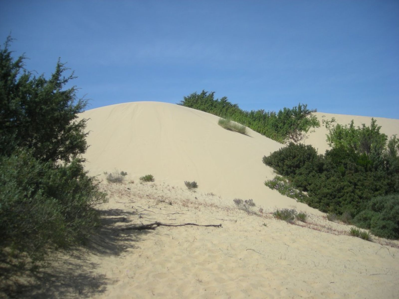 198 - Dune di Piscinas