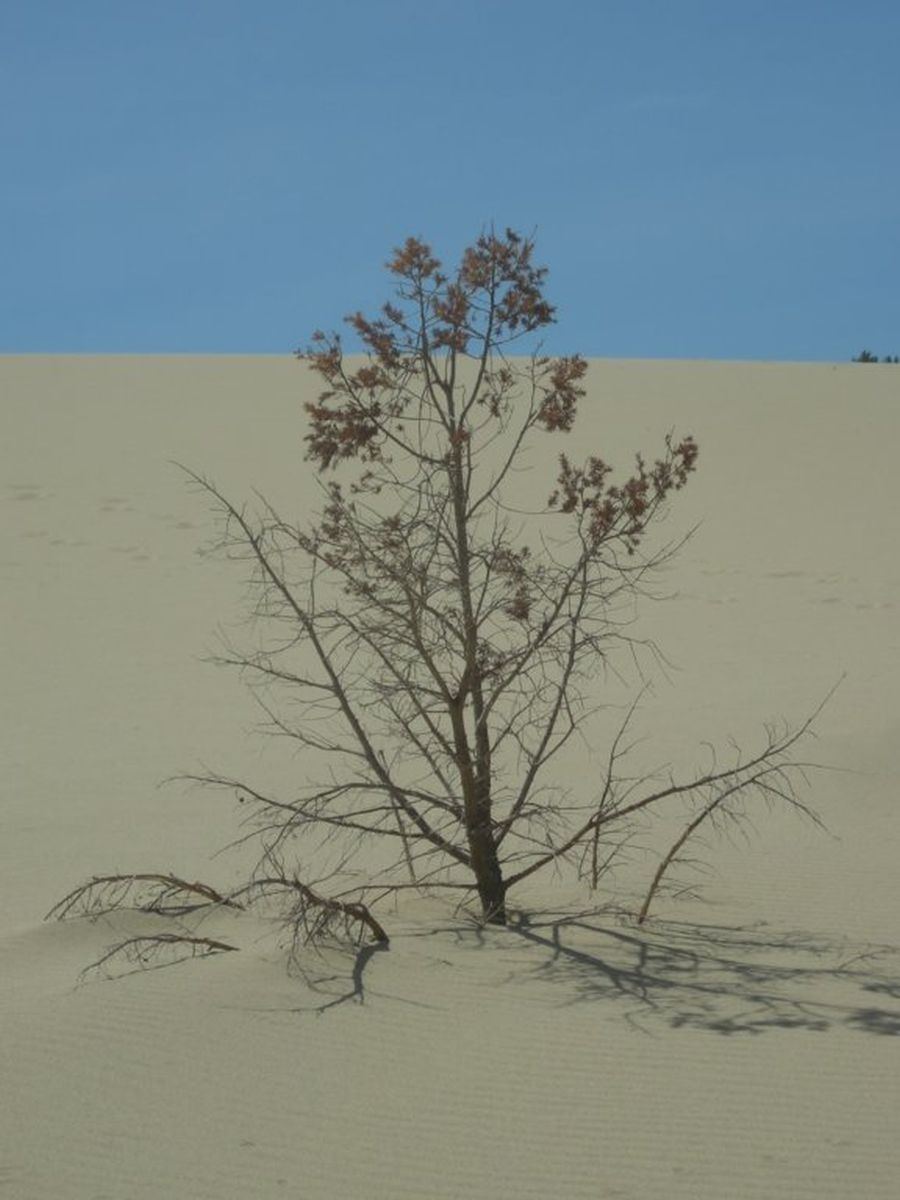 201 - Dune di Piscinas
