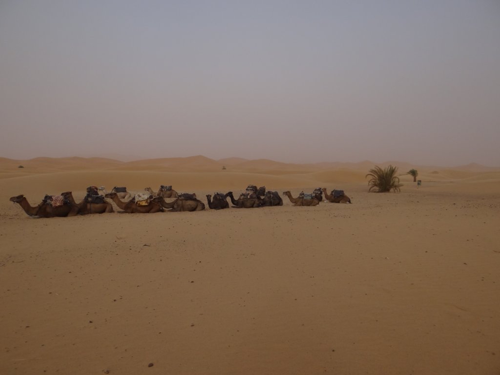 201 - Preparativi per il pernotto in deserto (oggi non tocca a noi)