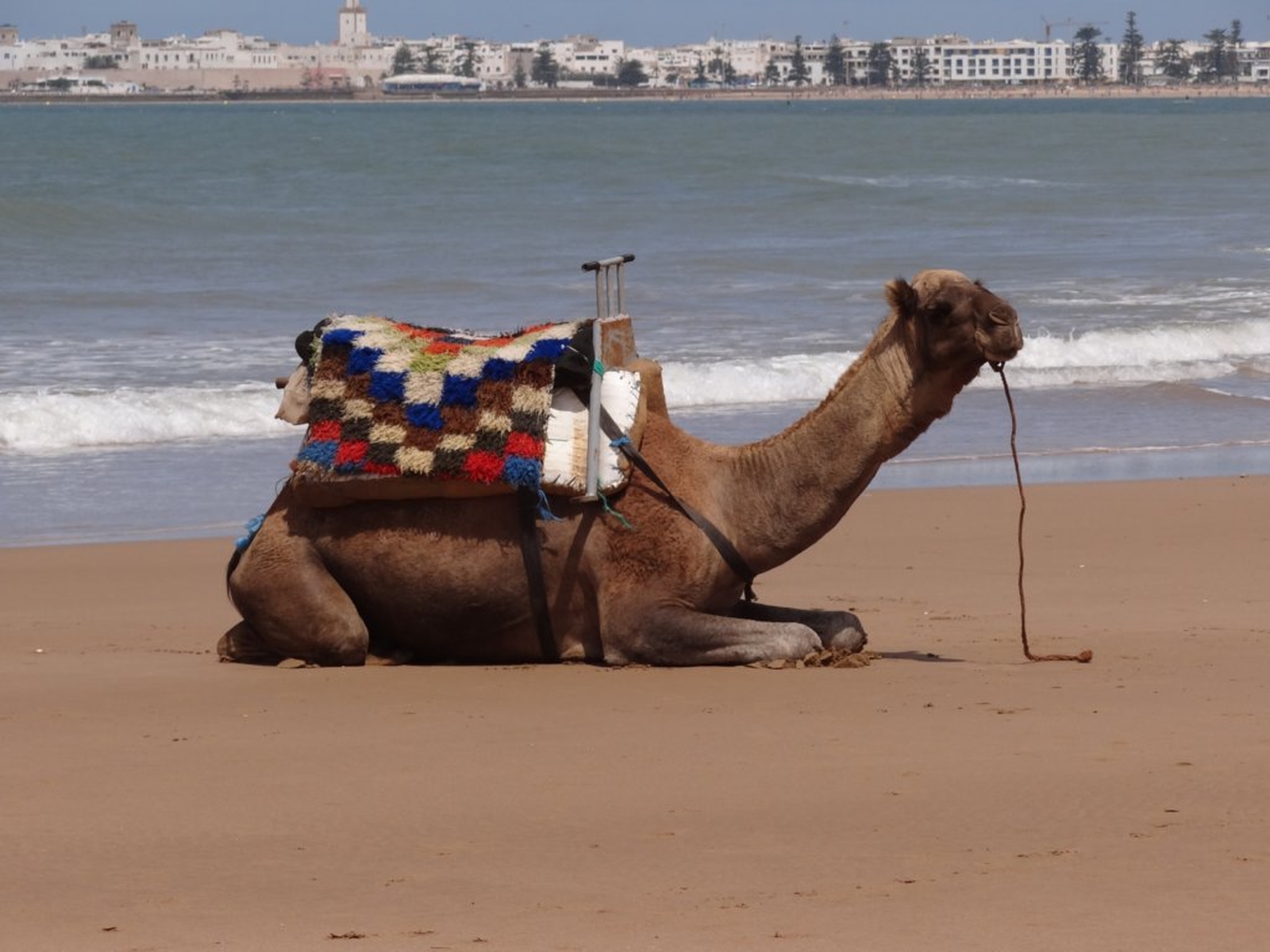 435 - Spiaggia di Essaouira