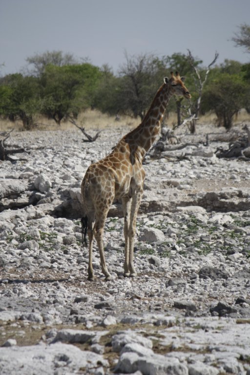 022 - Il primo avvistamento: una giraffa