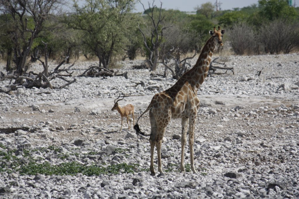 023 - Giraffa e impala