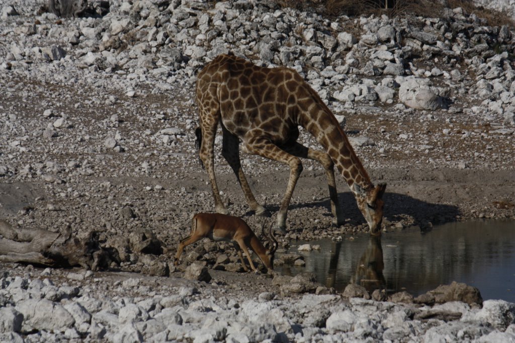 028 - Giraffa e impala