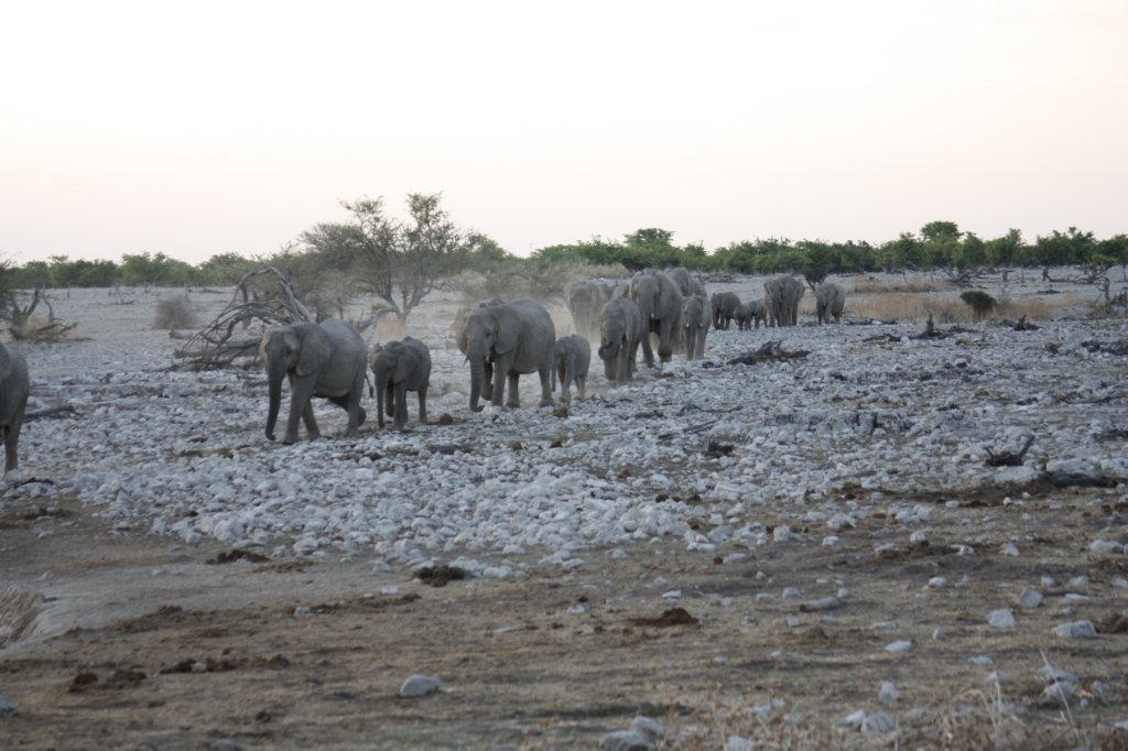 032 - Elefanti verso la pozza