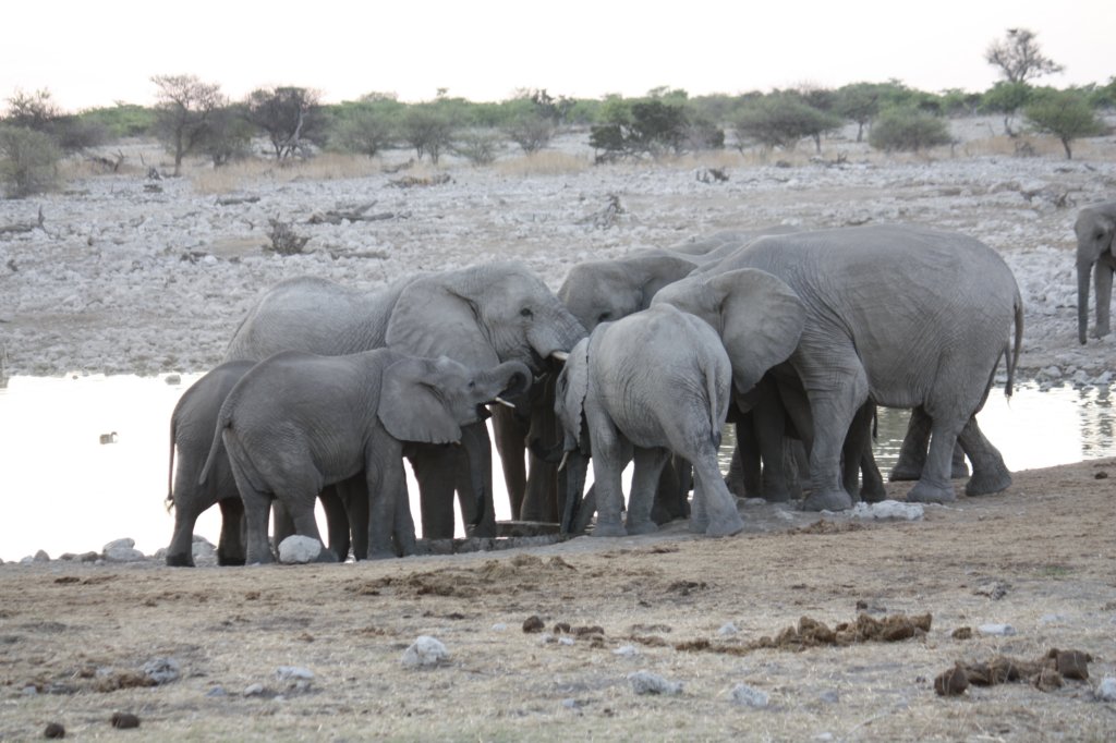 033 - Elefanti alla pozza di Okaukuejo
