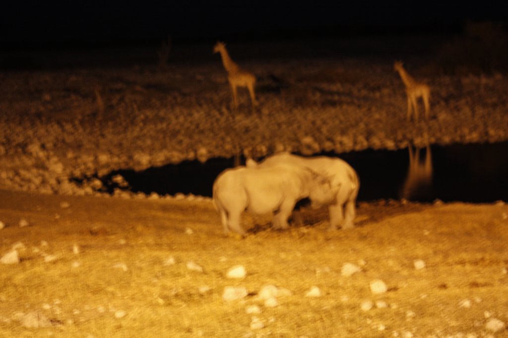 041 - Rinoceronti di notte alla pozza