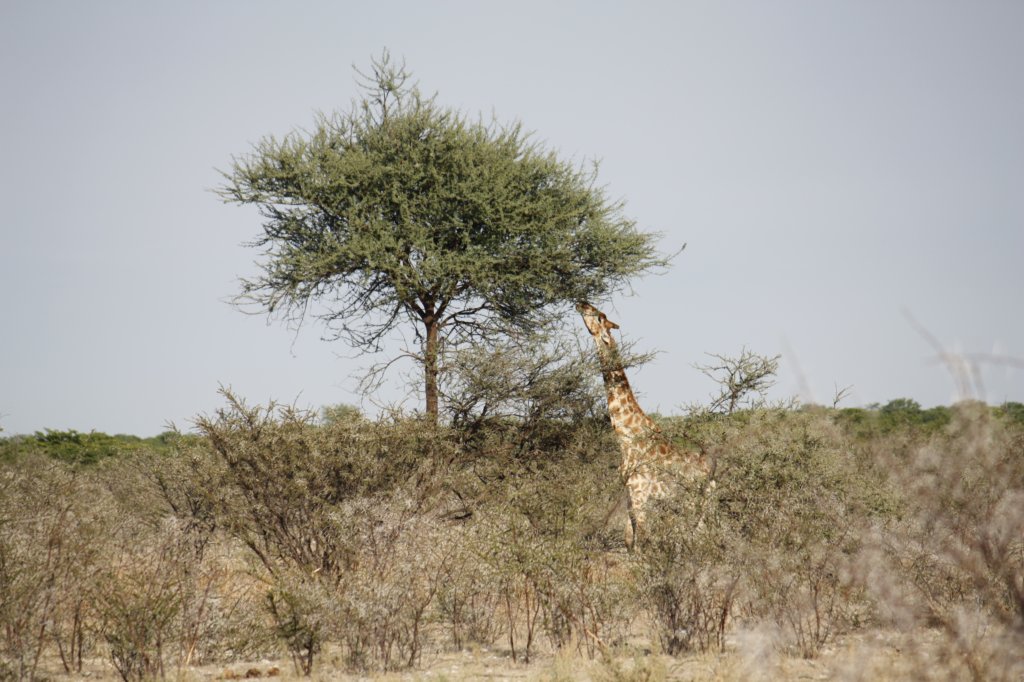 043 - Giraffa