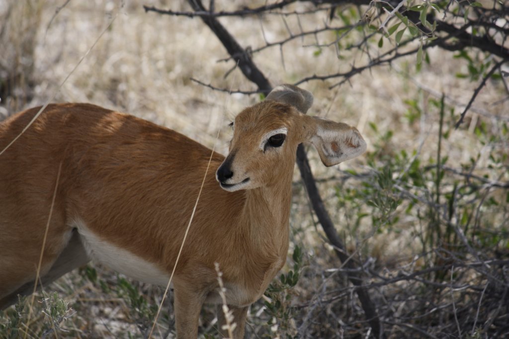 075 - Steenbok o damara dik-dik