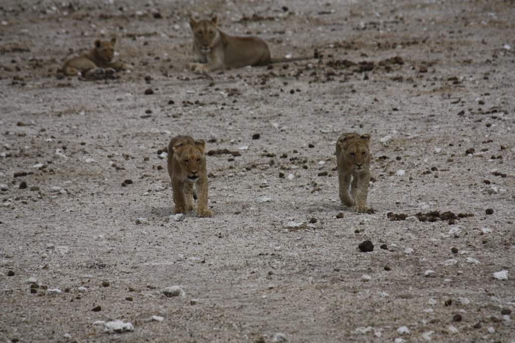 095 - Cuccioli di leone