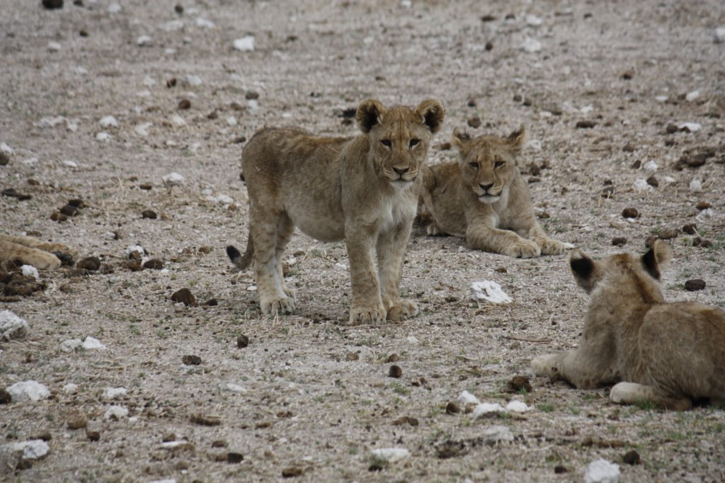 097 - Cuccioli di leone