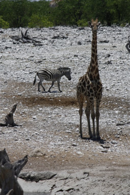 115 - Giraffa e zebra