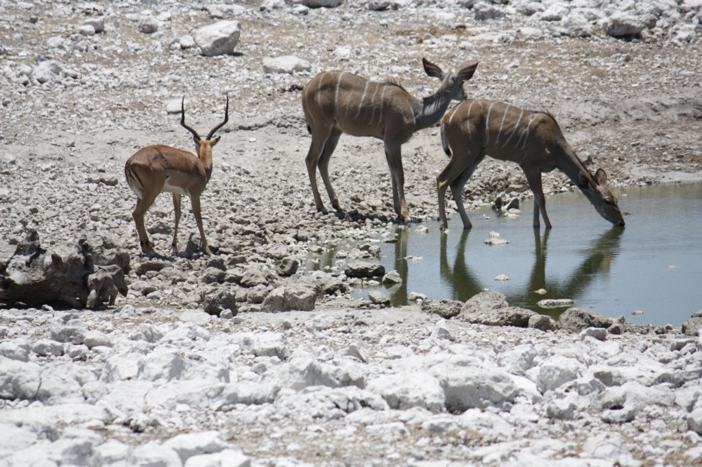 116 - Kudu (maschio e femmina) e impala