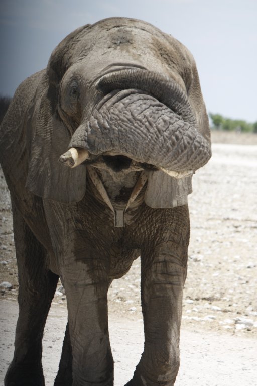 123 - Tentativo dell'elefante di cacciare il pullman