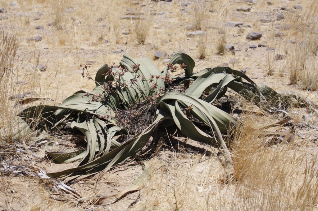 230 - Welwitschia mirabilis