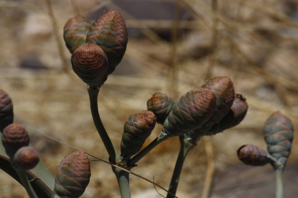 231 - Semi di welwitschia mirabilis