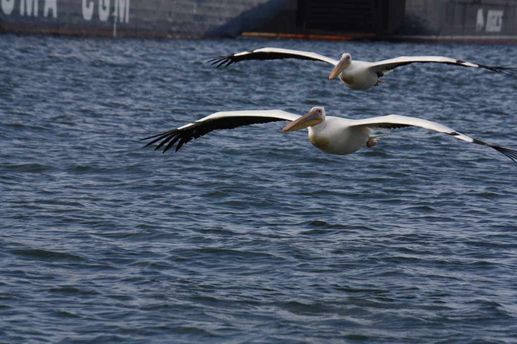 290 - Walvis Bay: pellicani in volo
