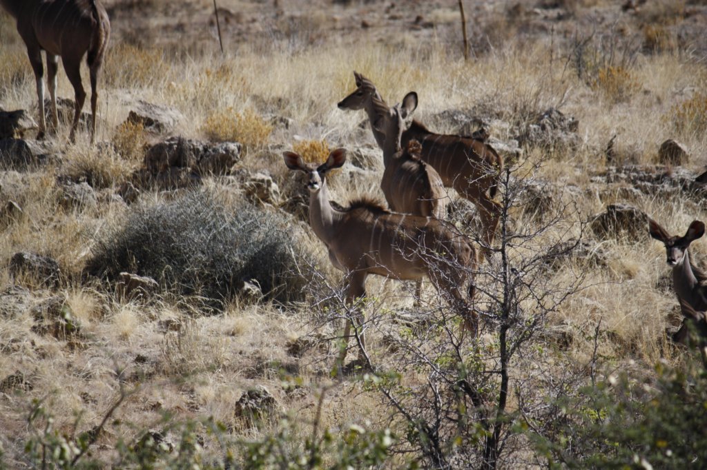 367 - Femmine di kudu
