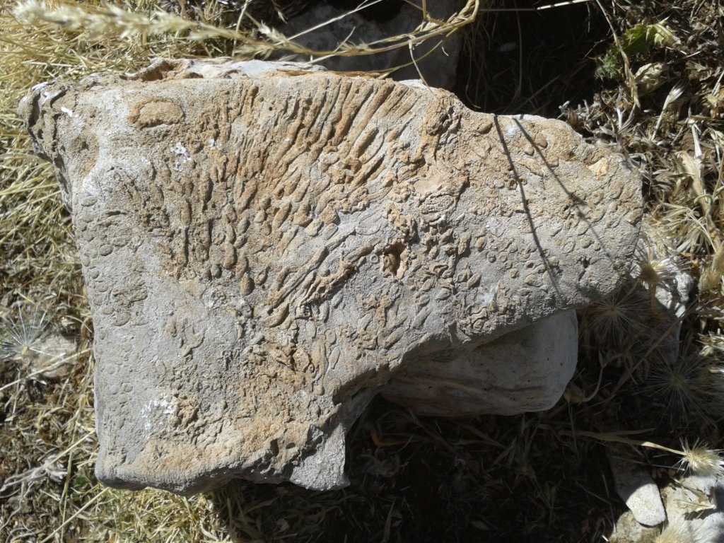 169 - Fossili