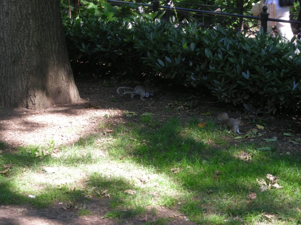 067 - Squirrel nel parco