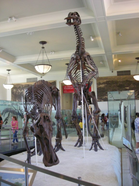 212 - American Museum of Natural History