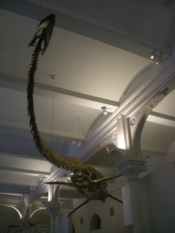 216 - American Museum of Natural History