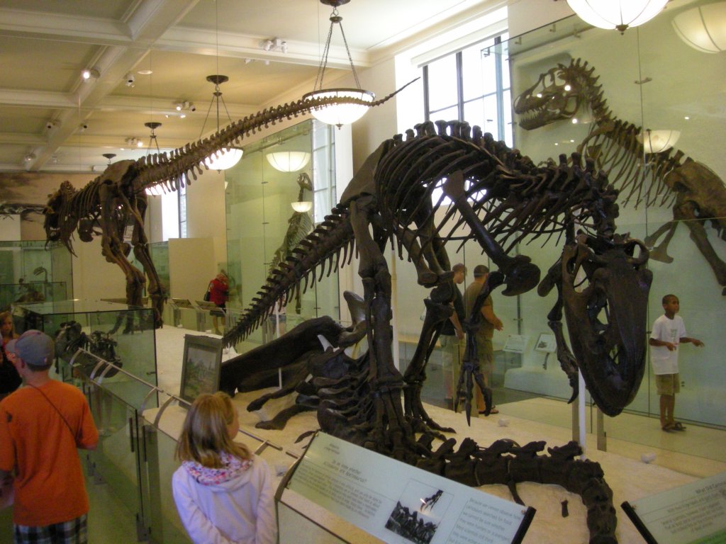217 - American Museum of Natural History