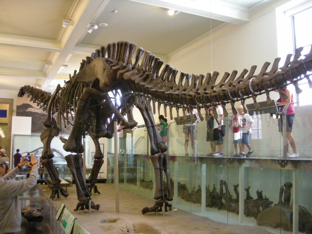 218 - American Museum of Natural History