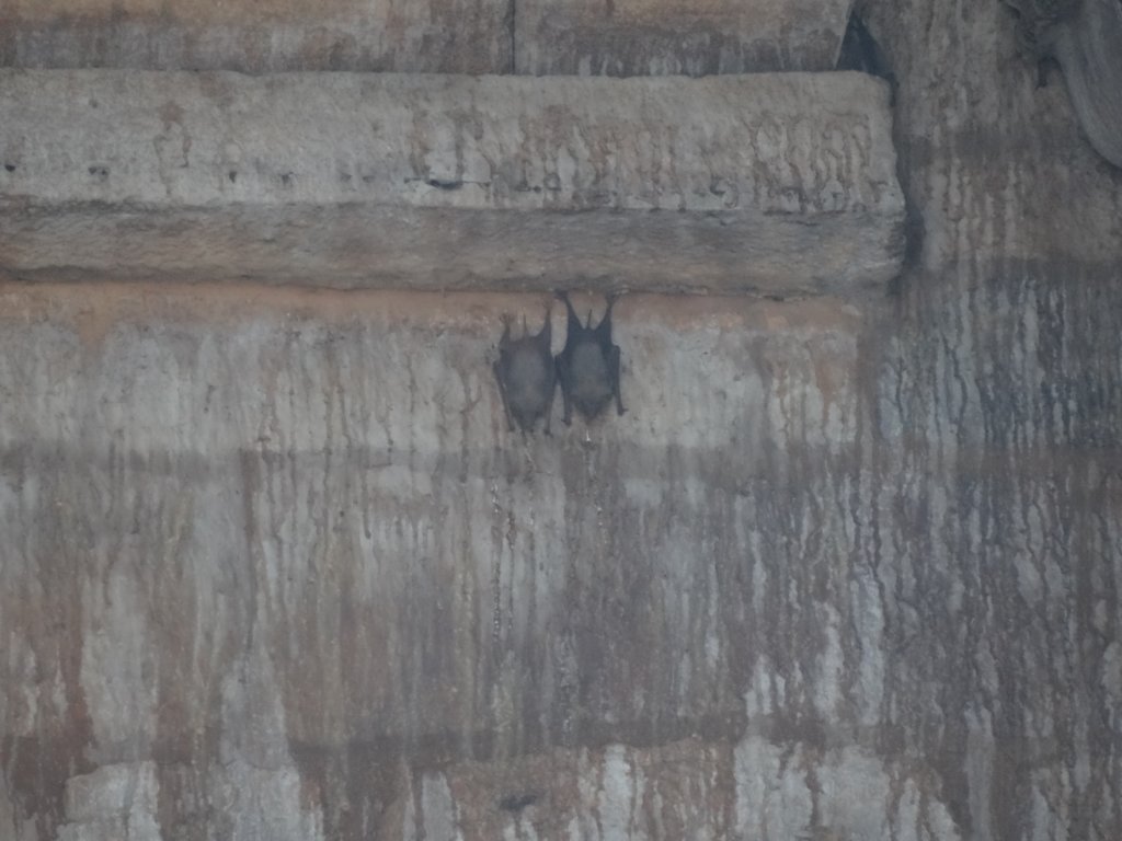 114 - Jaisalmer Fort - Pippistrelli