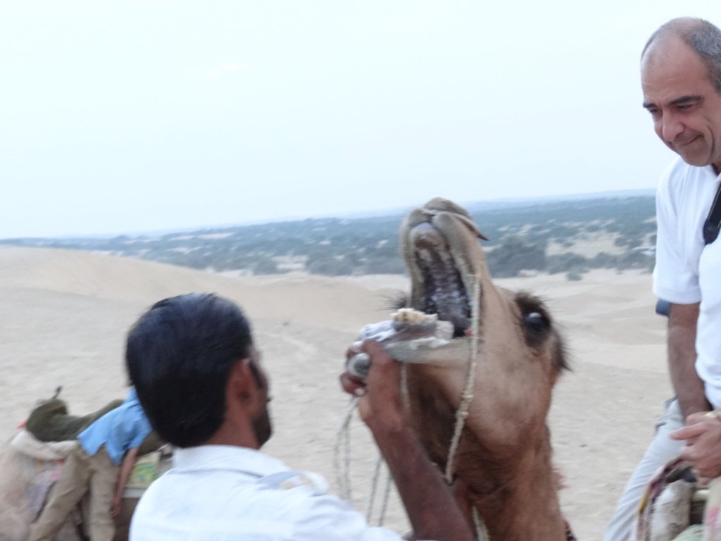151 - Thar Desert - Docile cammello