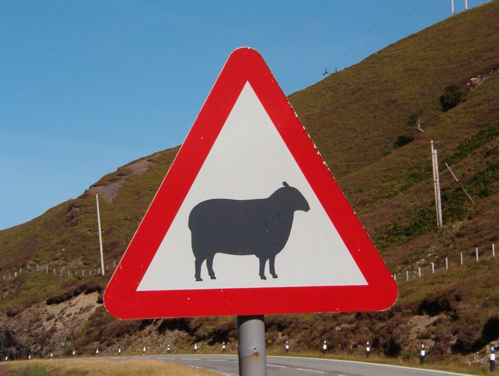 103 - Attenti alle pecore in strada....