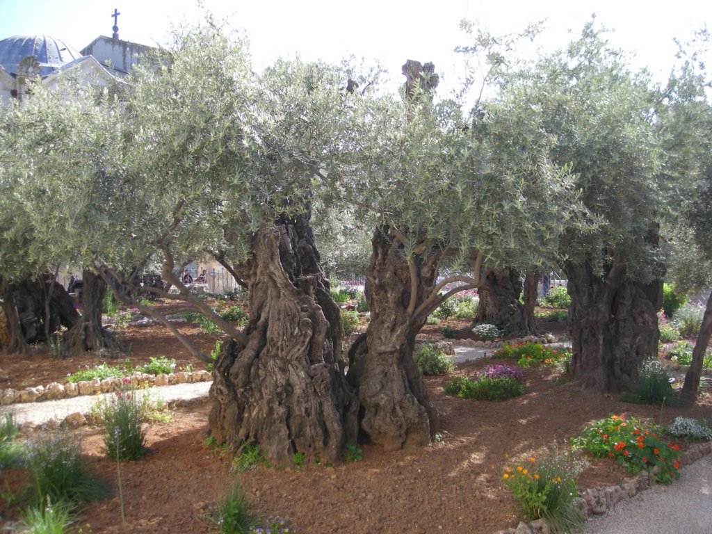 245 - Gerusalemme - Orto del Getsemani