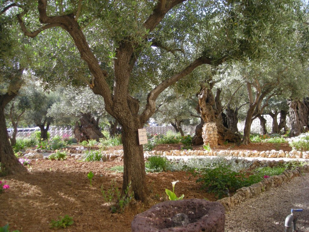 246 - Gerusalemme - Orto del Getsemani